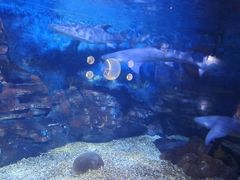 -烟台海昌鲸鲨海洋公园