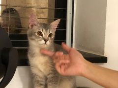 -楼上猫咖(罗湖店)