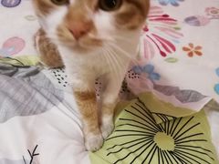 -瑞派天宁宠物医院·猫科·异宠中心