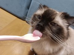 -滚猫咖啡·猫咖·猫友好撸猫(未来城店)
