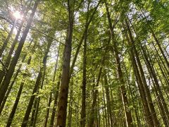 -桤木河湿地公园