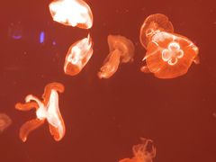 -上海海洋水族馆