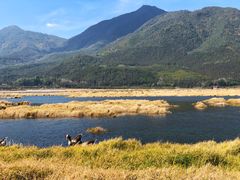 -腾冲北海湿地