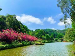 -深圳仙湖植物园