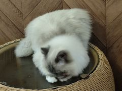 -MOCHA明星猫咖(田子坊店)