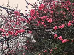 -新建村梅花