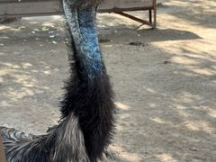-青藏高原野生动物园