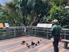 -新加坡飞禽公园