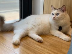 -啵啵喵·猫咖(攀华国际店)