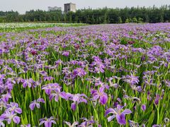 -上海长兴岛郊野公园