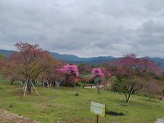 -天适樱花悠乐园