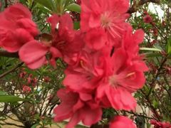 -南国桃园旅游度假区