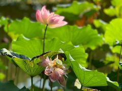 -陈家山荷花公园