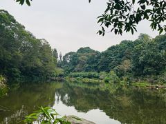 -深圳仙湖植物园