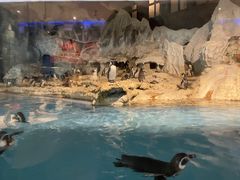 -帝企鹅自助餐厅•儿童岛•真企鹅(长隆企鹅酒店)