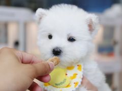 -翊宠yipet猫狗购宠庄园
