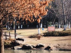 -西山漾湿地公园