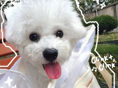 -翊宠yipet猫狗购宠庄园犬舍•猫舍