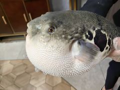 -鲐赏河豚(长寿店)