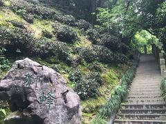 -十八棵（老龙井）御茶园(老龙井店)