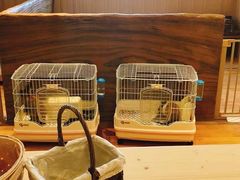 -猫猫幼稚园·撸猫·桌游·电玩