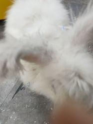 -神奇动物撸宠馆·羊驼·小浣熊·异宠(豫园店)