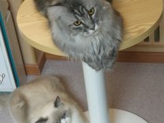 -猫和宫(六道口店)