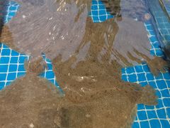 -渡海小渔村.老辈日照菜