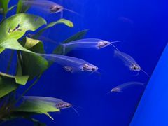 -上海海洋水族馆