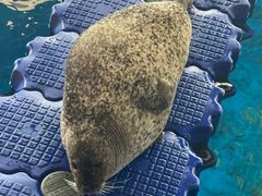 -海合安武汉极地海洋公园