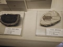 -天津自然博物馆