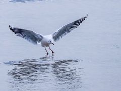 -深圳湾公园(南山区)
