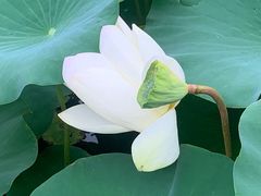 -莲花池公园