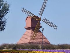 -杭州湾海上花田景区
