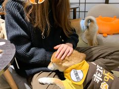 -逗柴咖啡屋·狗咖猫咖宠物桌游