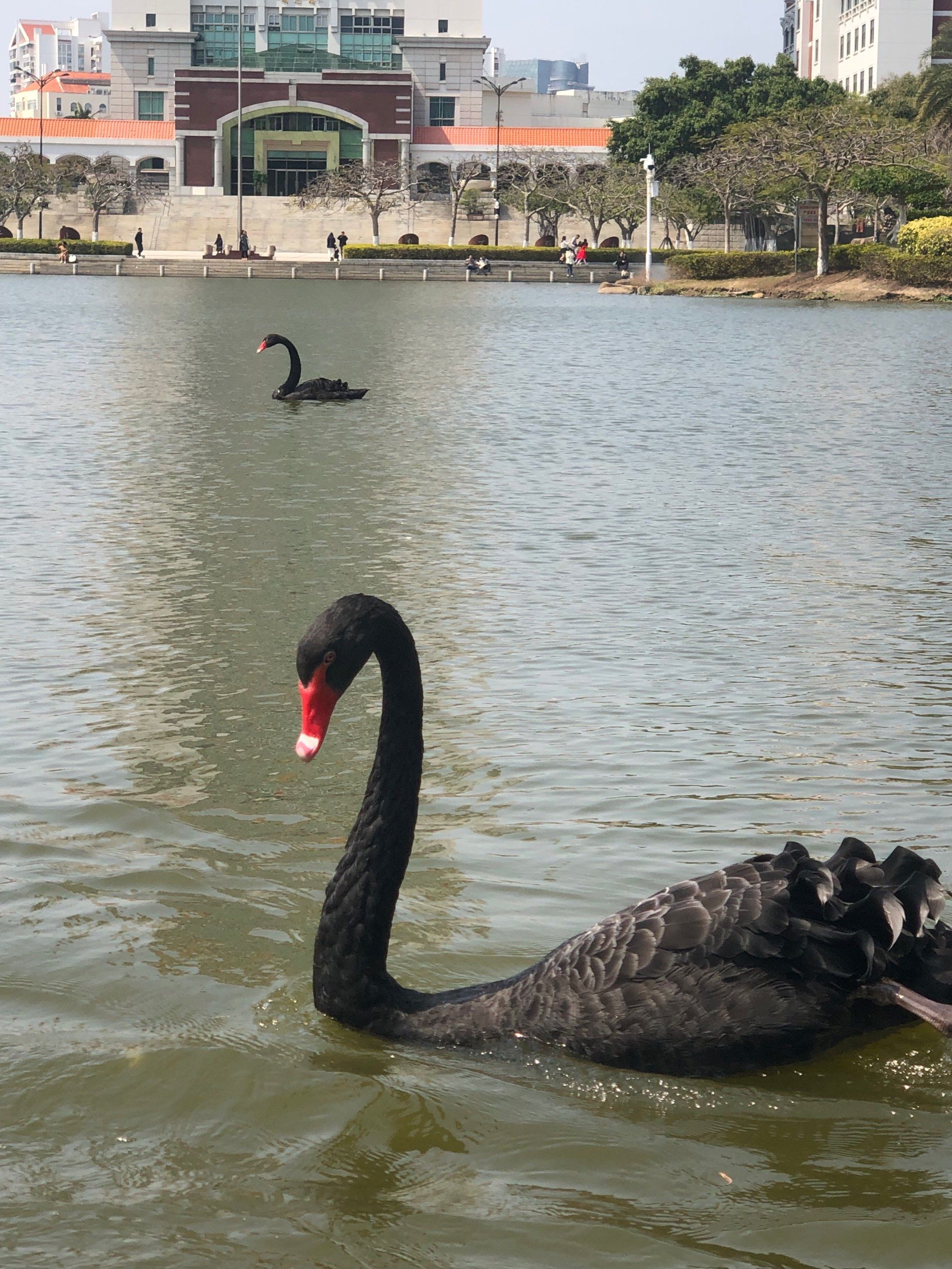 优雅的黑天鹅06