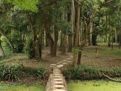 -南宁良凤江国家森林公园