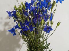 -味多美蛋糕(旧头路店)