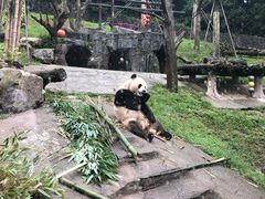 -都江堰中华大熊猫苑