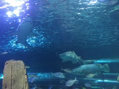 -悉尼海洋生物水族馆