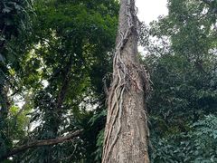 -广西壮族自治区药用植物园