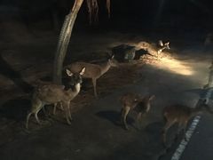 -清迈夜间动物园