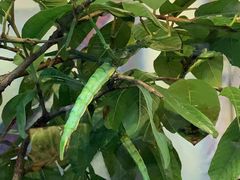 -上海大自然野生昆虫馆(东方明珠·爬宠昆虫探索中心)