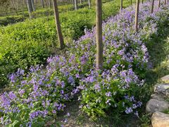 -合肥滨湖国家森林公园