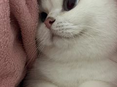 -创凡宠物医院·骨专科  猫科中心(西乡分院)