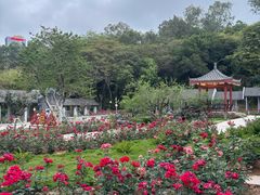 -清湖文化公园