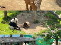 -西霞口神雕山野生动物世界