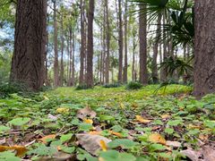 -上海共青森林公园