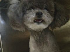 -佳雯宠物医院·皮肤科·内外科(春晓路分院)