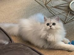 -猫大福·Fortune Cat猫舍(百子湾店)